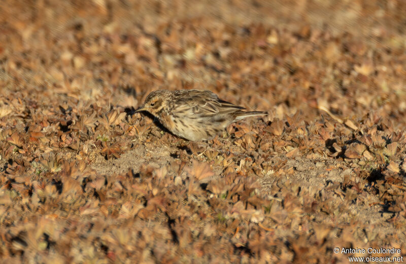 Pipit à gorge rousseadulte