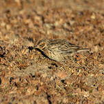 Pipit à gorge rousse