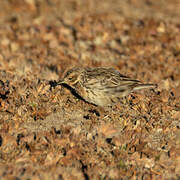 Pipit à gorge rousse