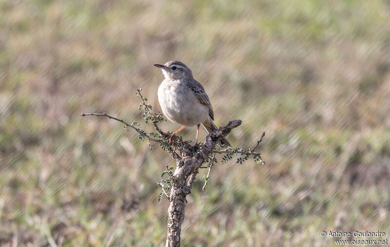 Long-billed Pipitadult