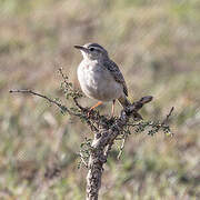 Long-billed Pipit