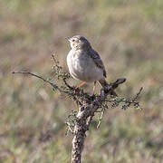 Long-billed Pipit