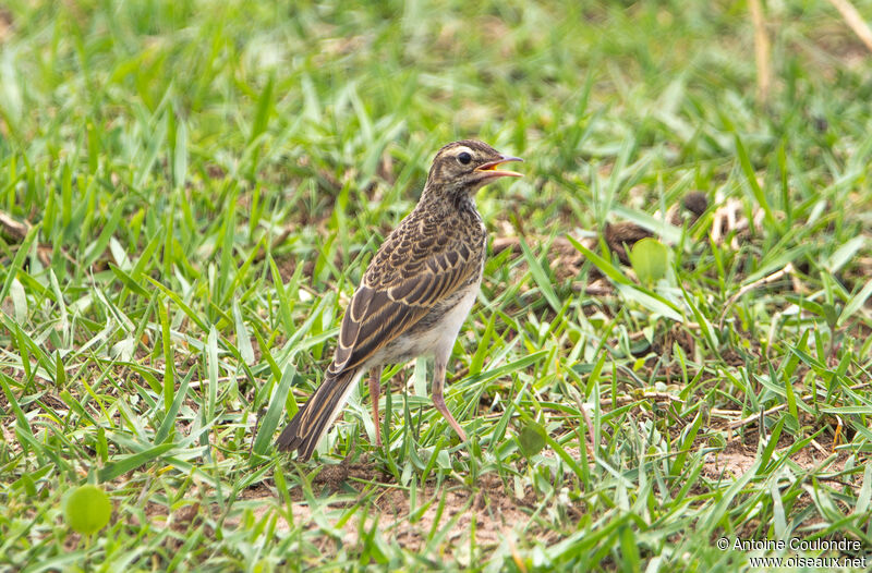 African Pipitadult