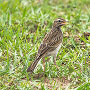 Pipit africain