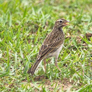 Pipit africain