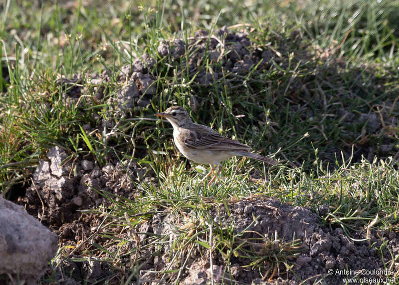 Pipit africainadulte