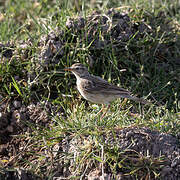 African Pipit