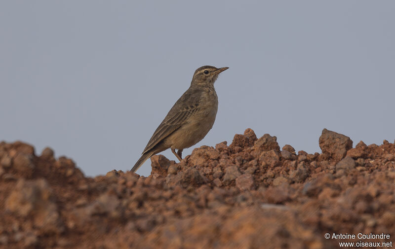 Pipit africainadulte