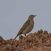 African Pipit