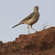 African Pipit