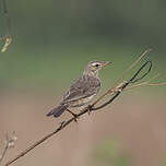 Pipit africain