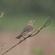 Pipit africain