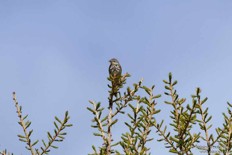 Pipit des arbres mâle adulte nuptial, parade