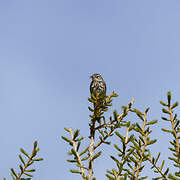 Pipit des arbres