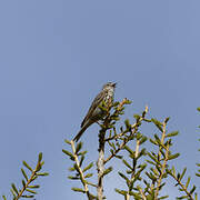 Pipit des arbres