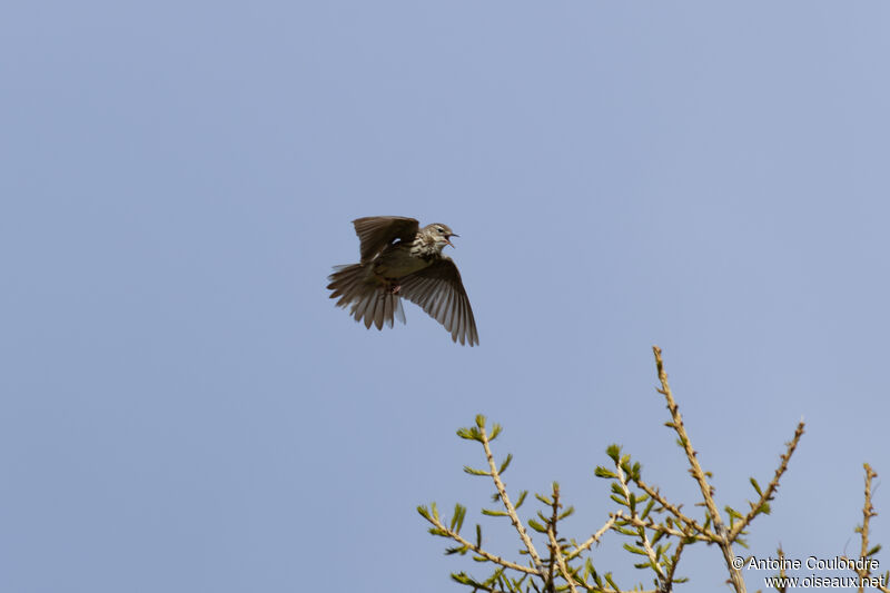 Pipit des arbres mâle adulte nuptial, parade