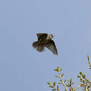 Pipit des arbres