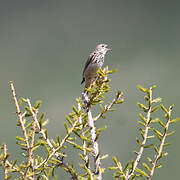 Tree Pipit