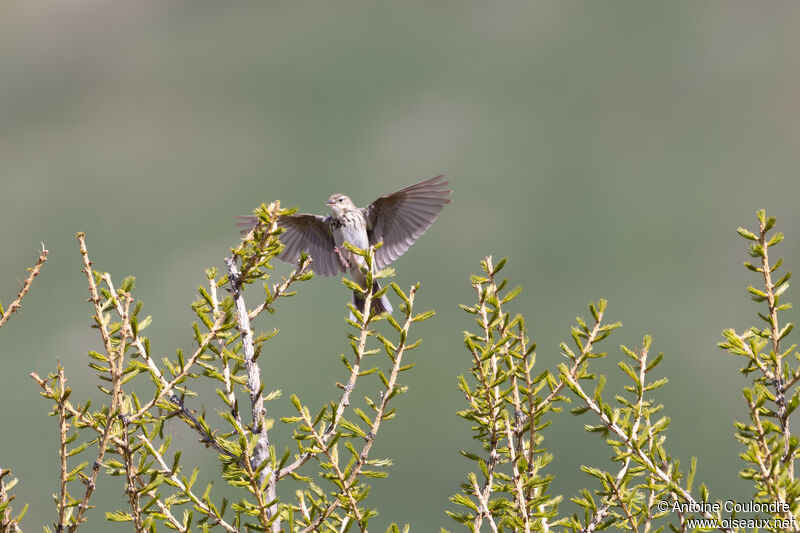 Tree Pipit male adult breeding, courting display