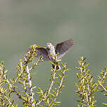 Pipit des arbres