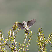 Pipit des arbres