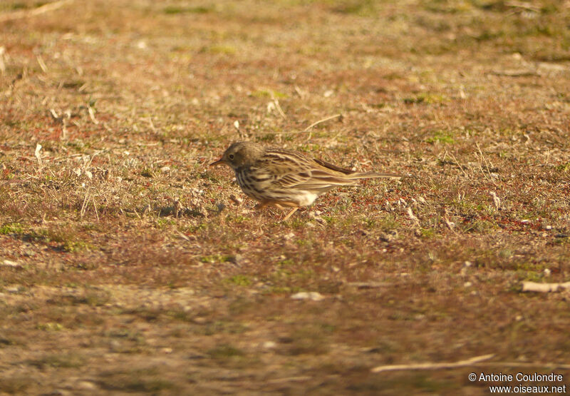 Pipit farlouseadulte, mange