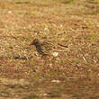 Pipit farlouse