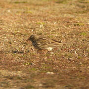 Pipit farlouse