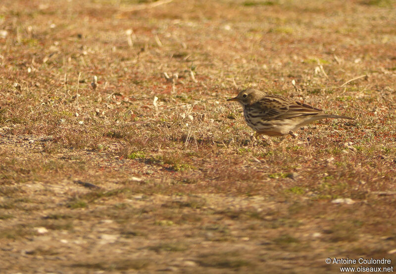 Meadow Pipitadult, eats