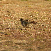 Pipit farlouse