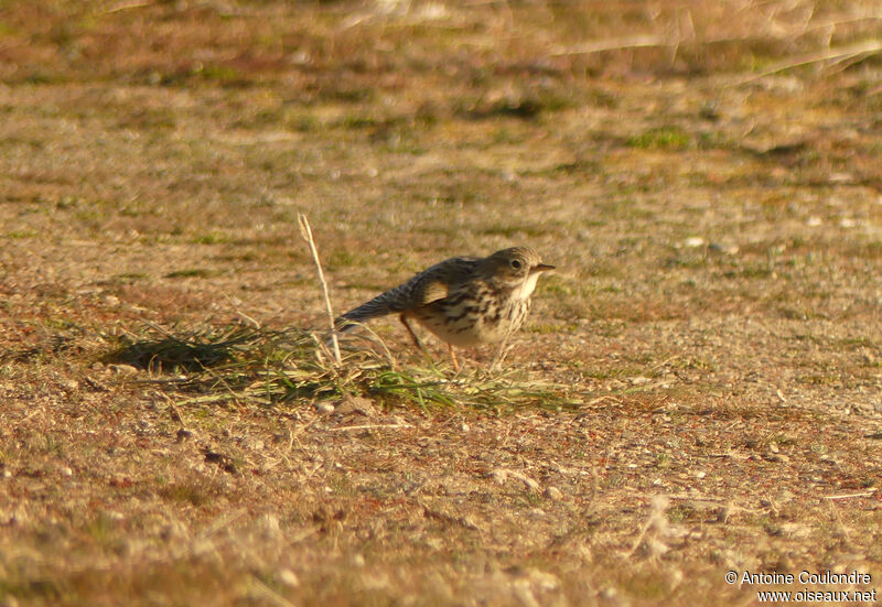 Pipit farlouseadulte