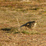 Meadow Pipit