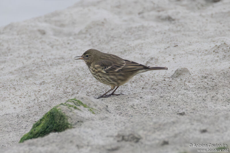 Pipit maritimeadulte internuptial