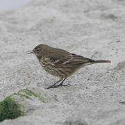 European Rock Pipit