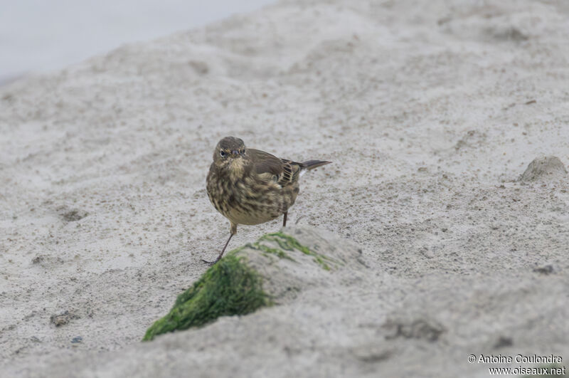 Pipit maritimeadulte internuptial