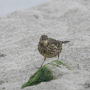 European Rock Pipit