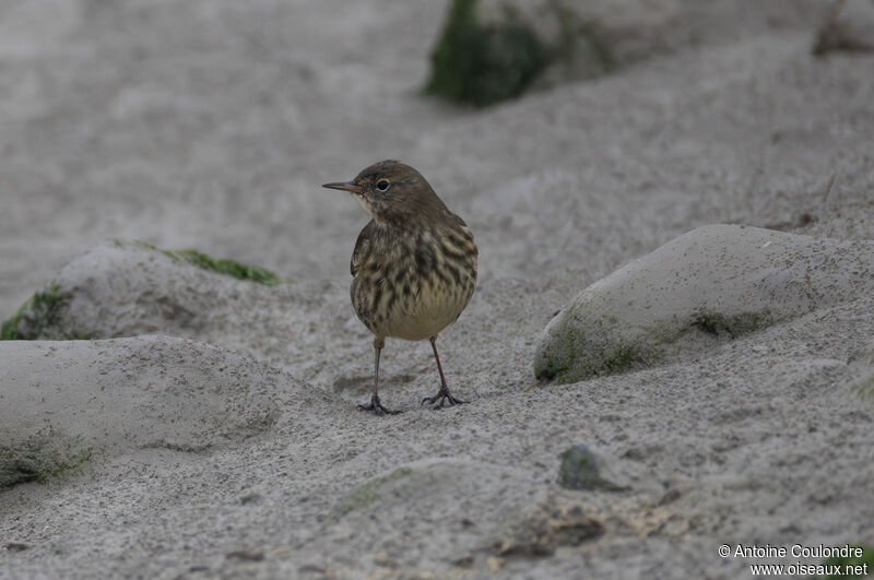 Pipit maritimeadulte internuptial