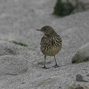 European Rock Pipit