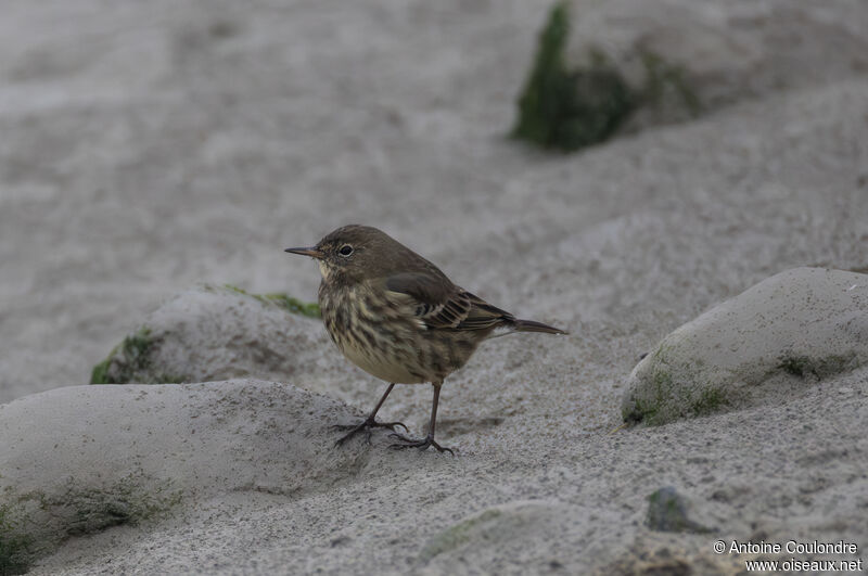 Pipit maritimeadulte internuptial