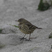 European Rock Pipit