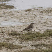 Water Pipit