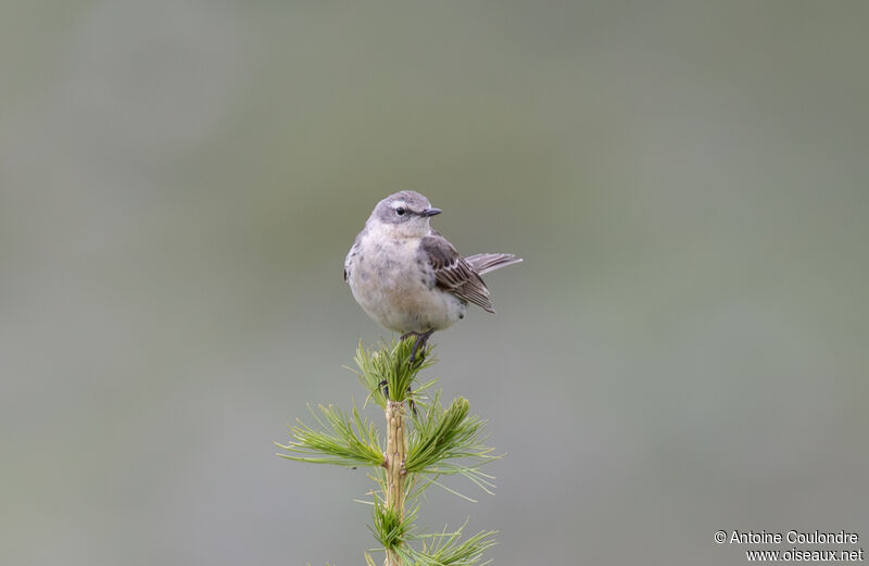 Pipit spioncelle mâle adulte nuptial