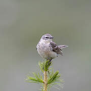 Water Pipit