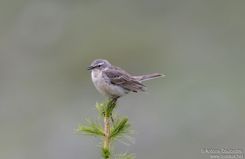 Water Pipit male adult breeding, song