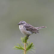 Water Pipit