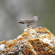 Water Pipit