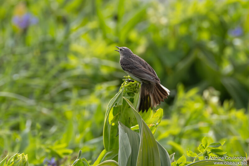 Pipit spioncelle mâle adulte nuptial, parade