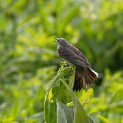 Water Pipit