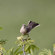 Water Pipit