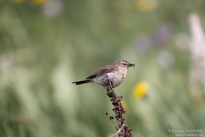 Water Pipit female adult breeding, fishing/hunting